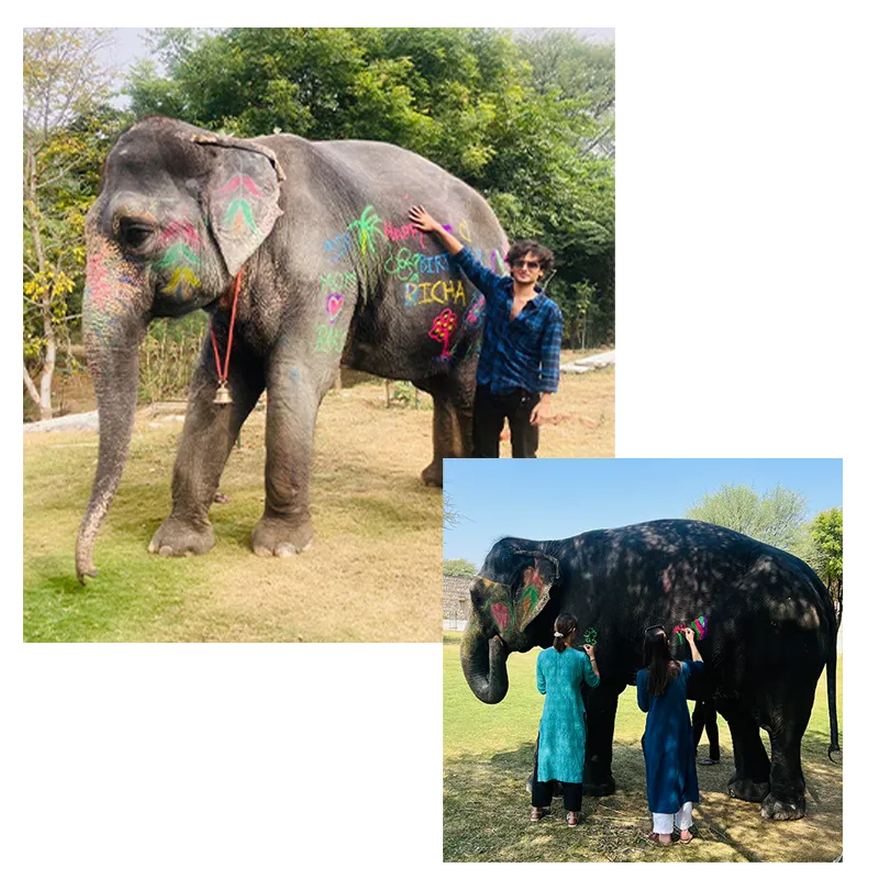 Painting-on-Elephant