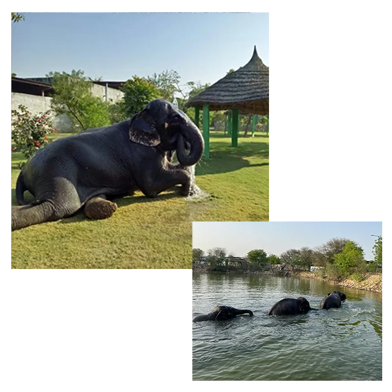 Elephant-Sanctuary