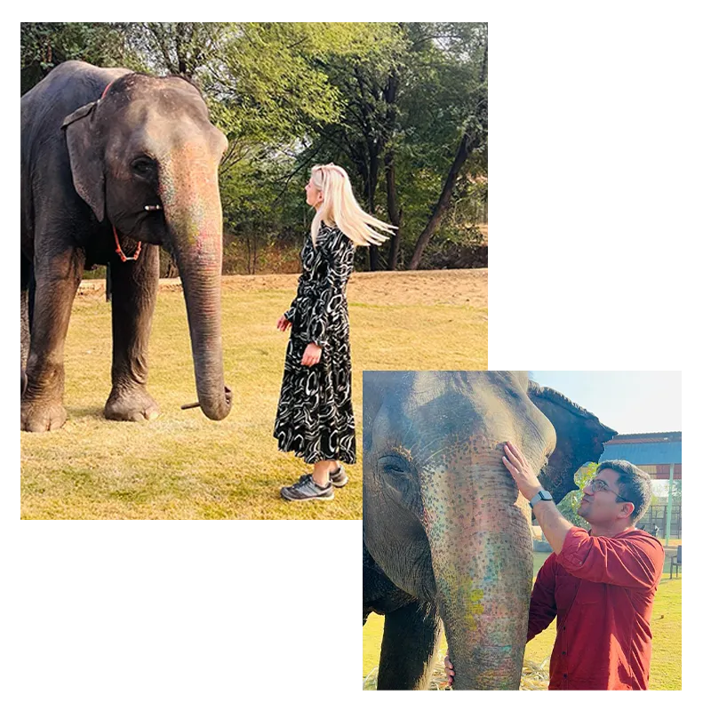 Elephant-Meeting