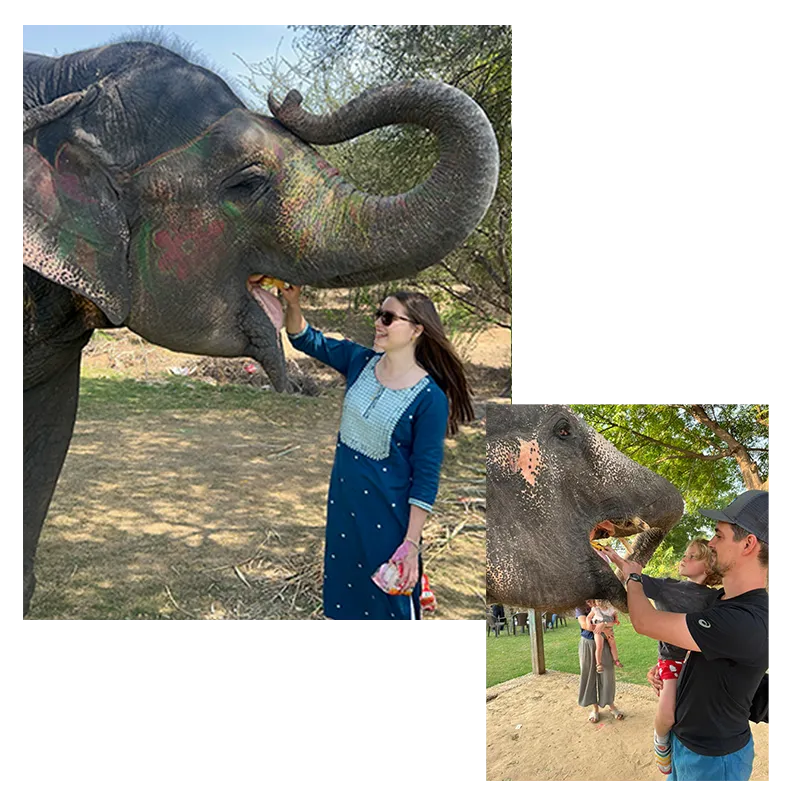 Feeding-Elephant