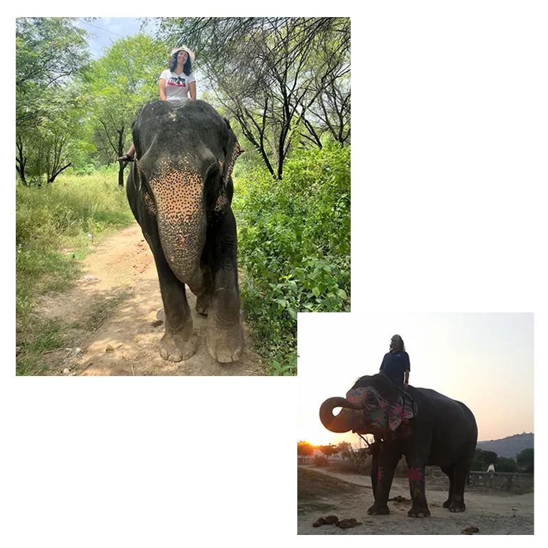 ELEPHANT-RIDE